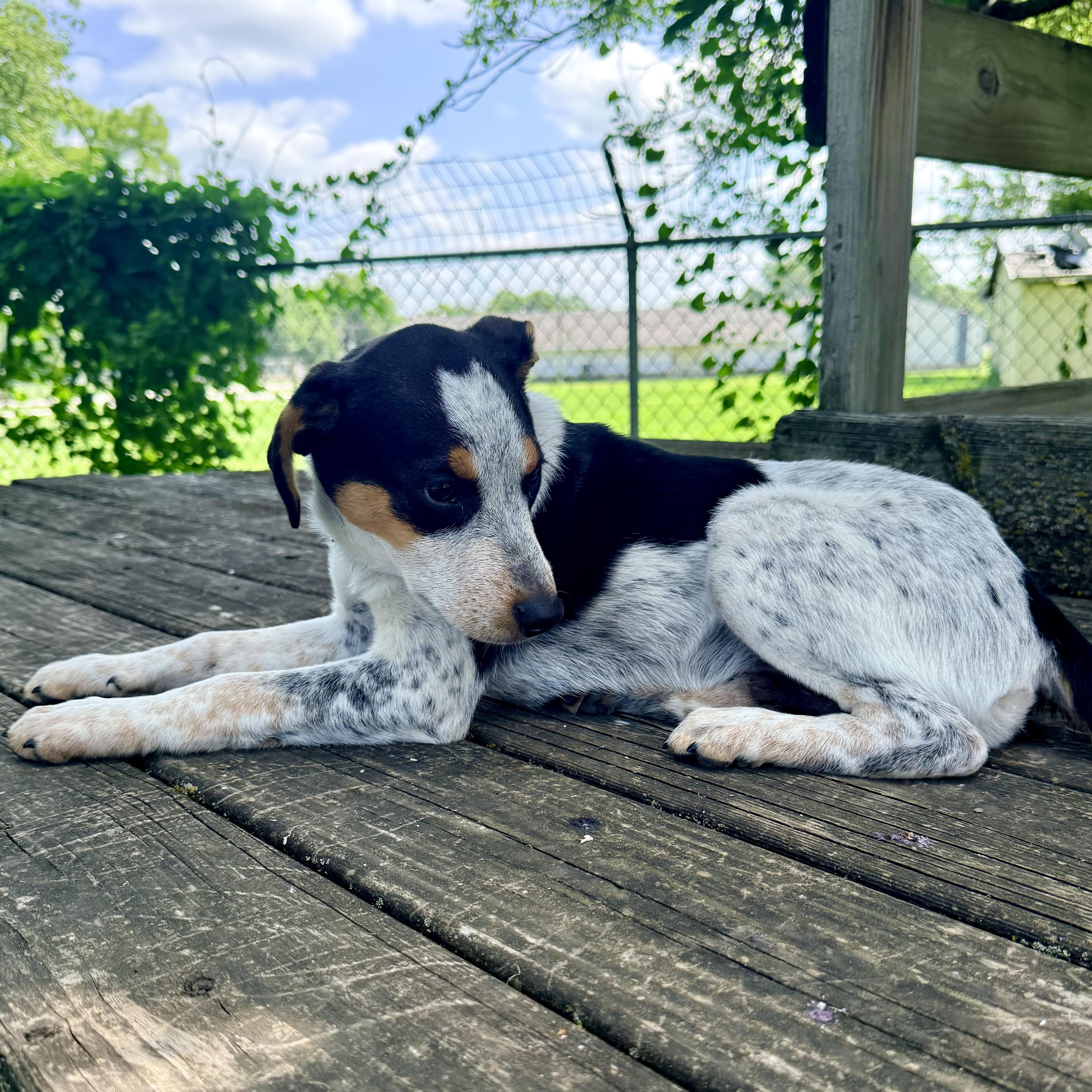 Scrappy, an adopted mixed breed in Albany, MO image 6/6