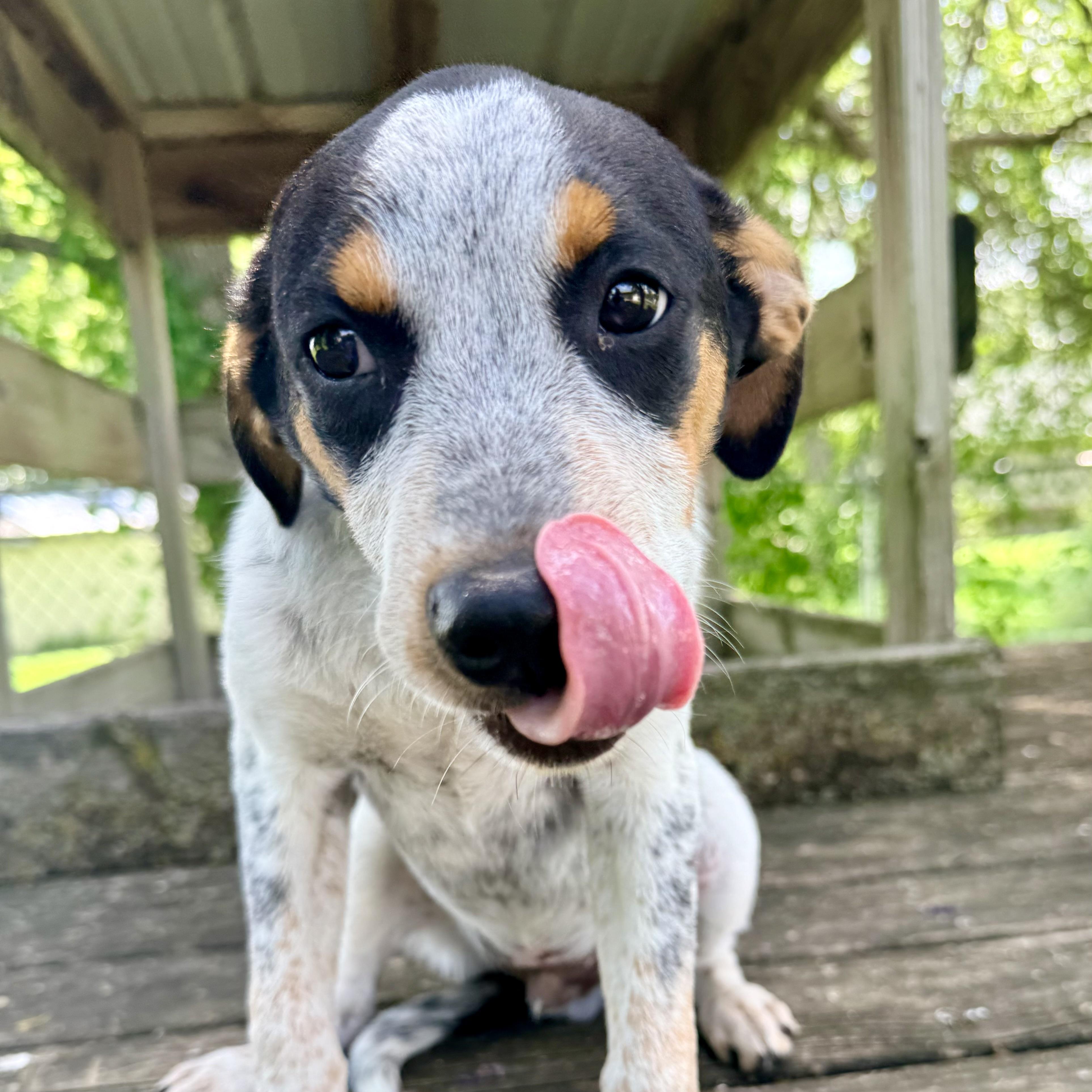 Scrappy, an adopted mixed breed in Albany, MO image 4/6