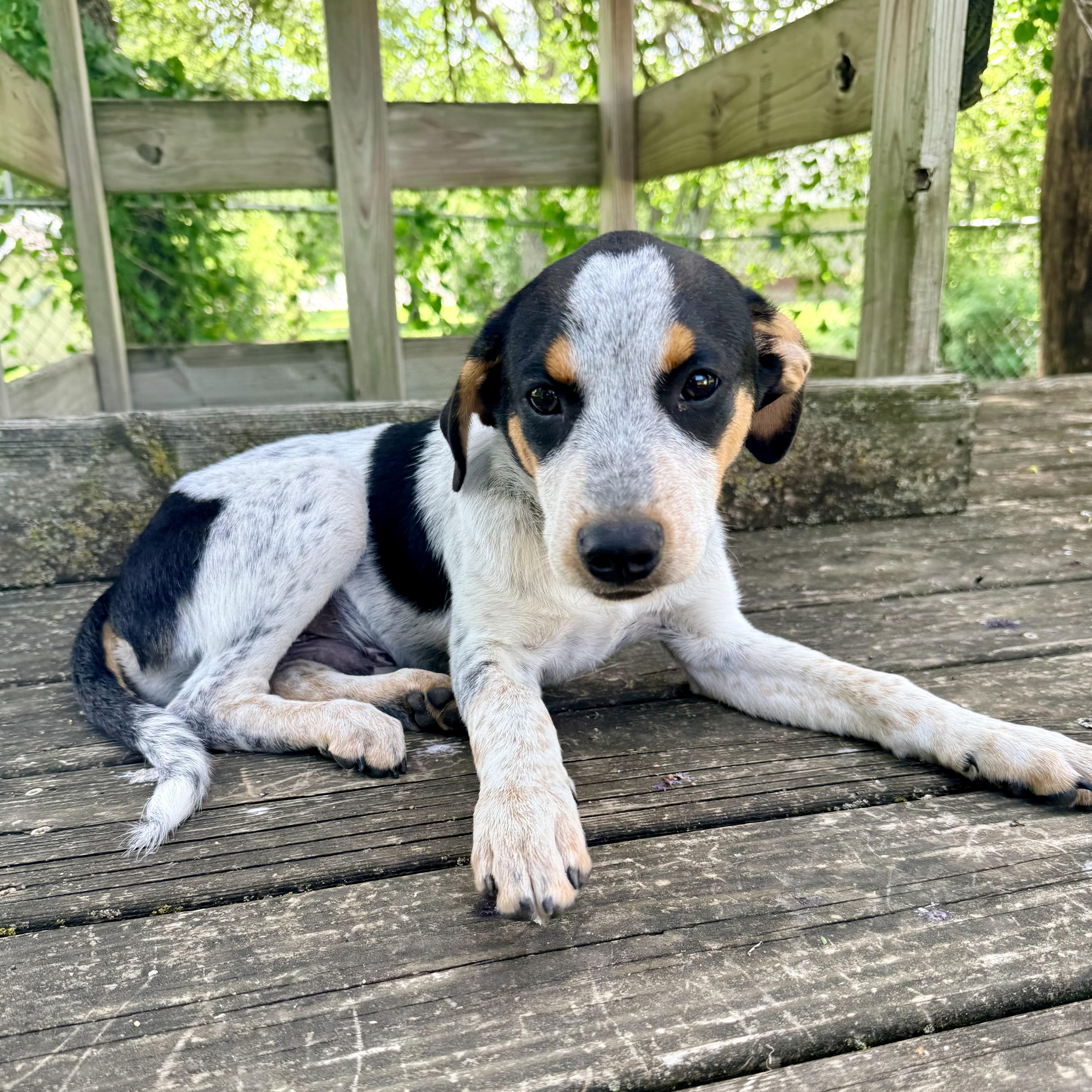 Scrappy, an adopted mixed breed in Albany, MO image 5/6