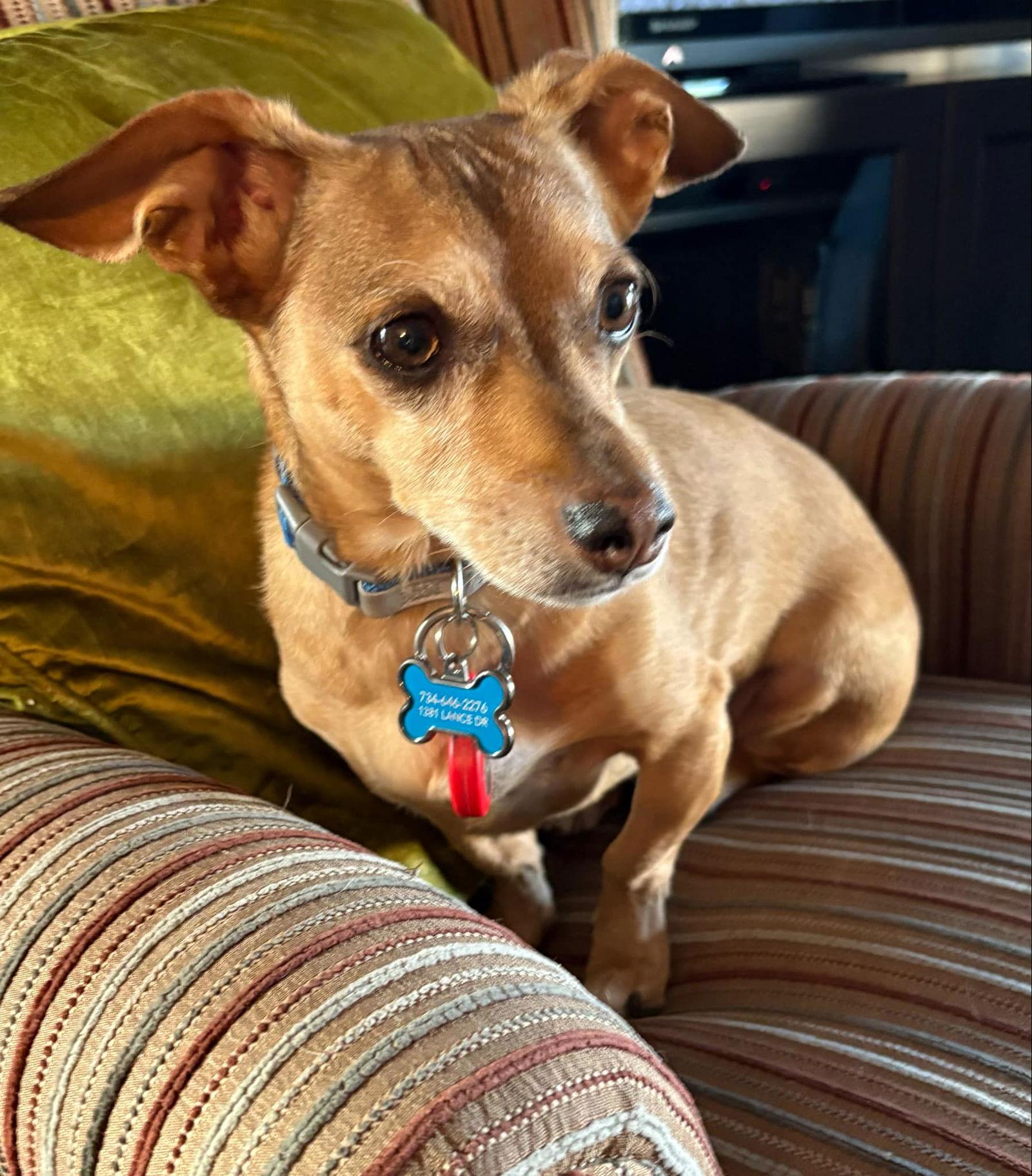 Jack, Adoptable, Young Male Dachshund & Chihuahua.