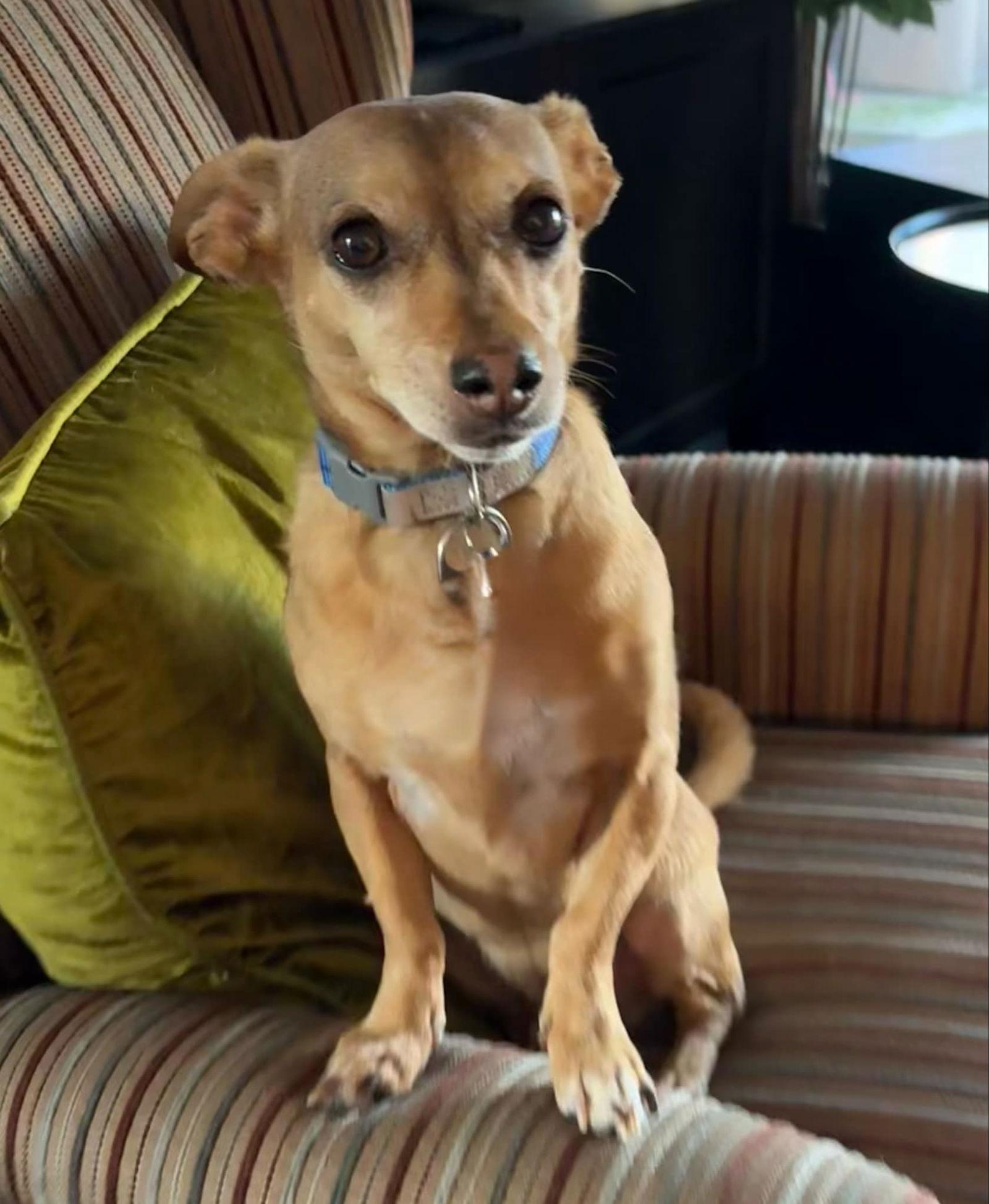 Enlarge Jack, a Adoptable mixed breed in Hesperia, CA image 2/3