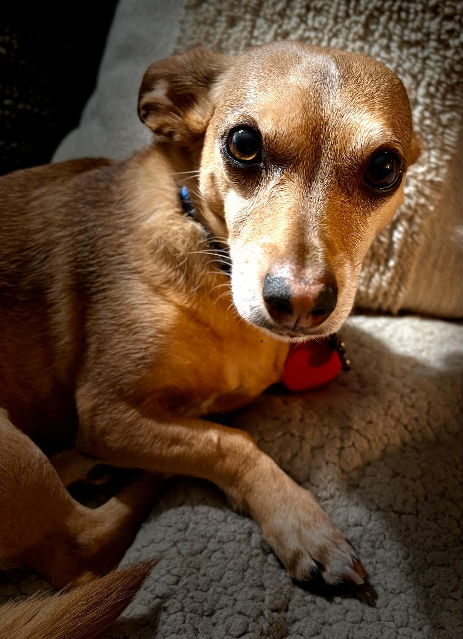 Enlarge Jack, a Adoptable mixed breed in Hesperia, CA image 3/3