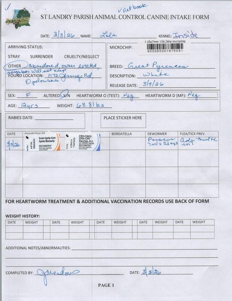 Enlarge Lola, a Adoptable Great Pyrenees in Opelousas, LA image 1/2