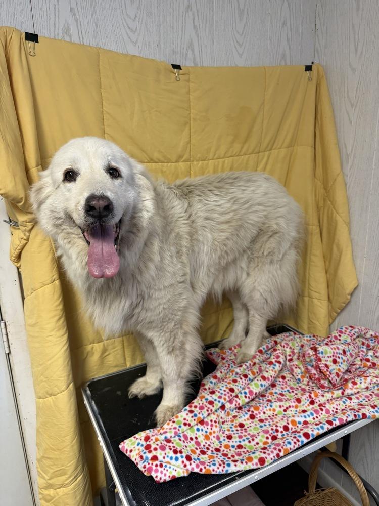 Enlarge Lola, a Adoptable Great Pyrenees in Opelousas, LA image 2/2