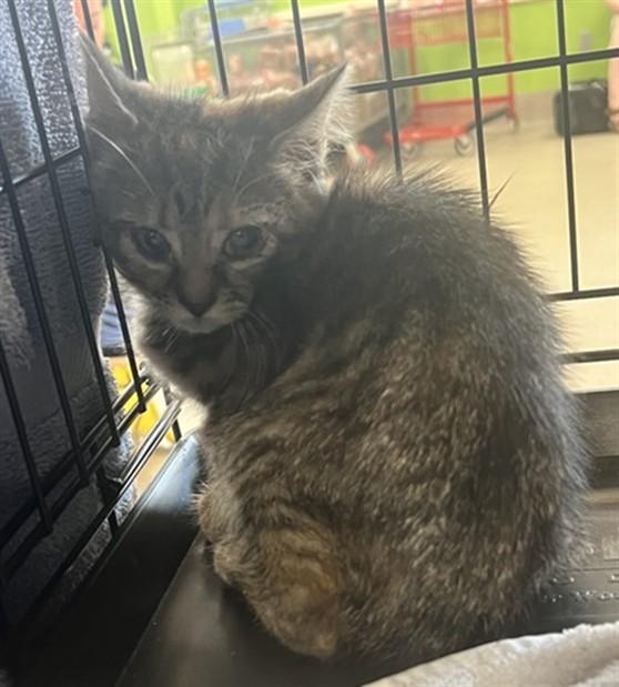 Enlarge PINK DRINK, a Adoptable Domestic Short Hair in Louisville, KY image 1/1