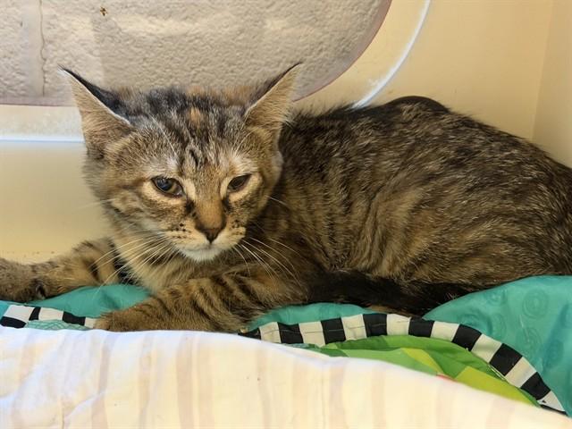 Enlarge PINK DRINK, a Adoptable Domestic Short Hair in Louisville, KY image 1/1
