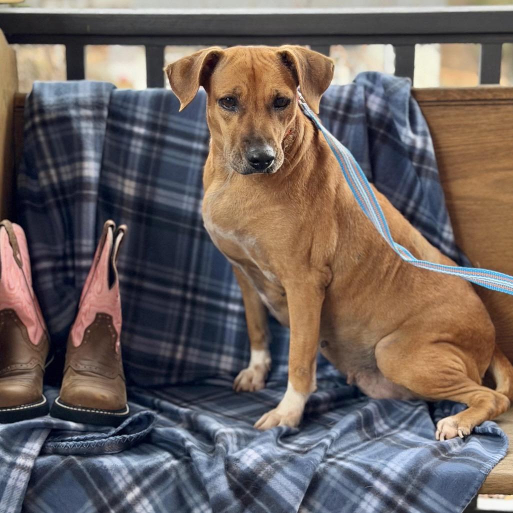 Enlarge SICILY, a Adoptable Terrier in Atco, NJ image 1/3