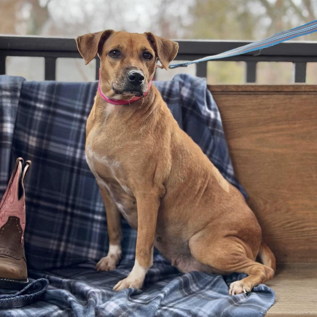 Enlarge SICILY, a Adoptable Terrier in Atco, NJ image 2/3