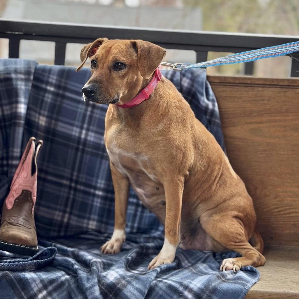 Enlarge SICILY, a Adoptable Terrier in Atco, NJ image 3/3