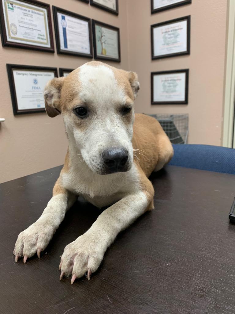 Emily, Adoptable, Young Female Mixed Breed.