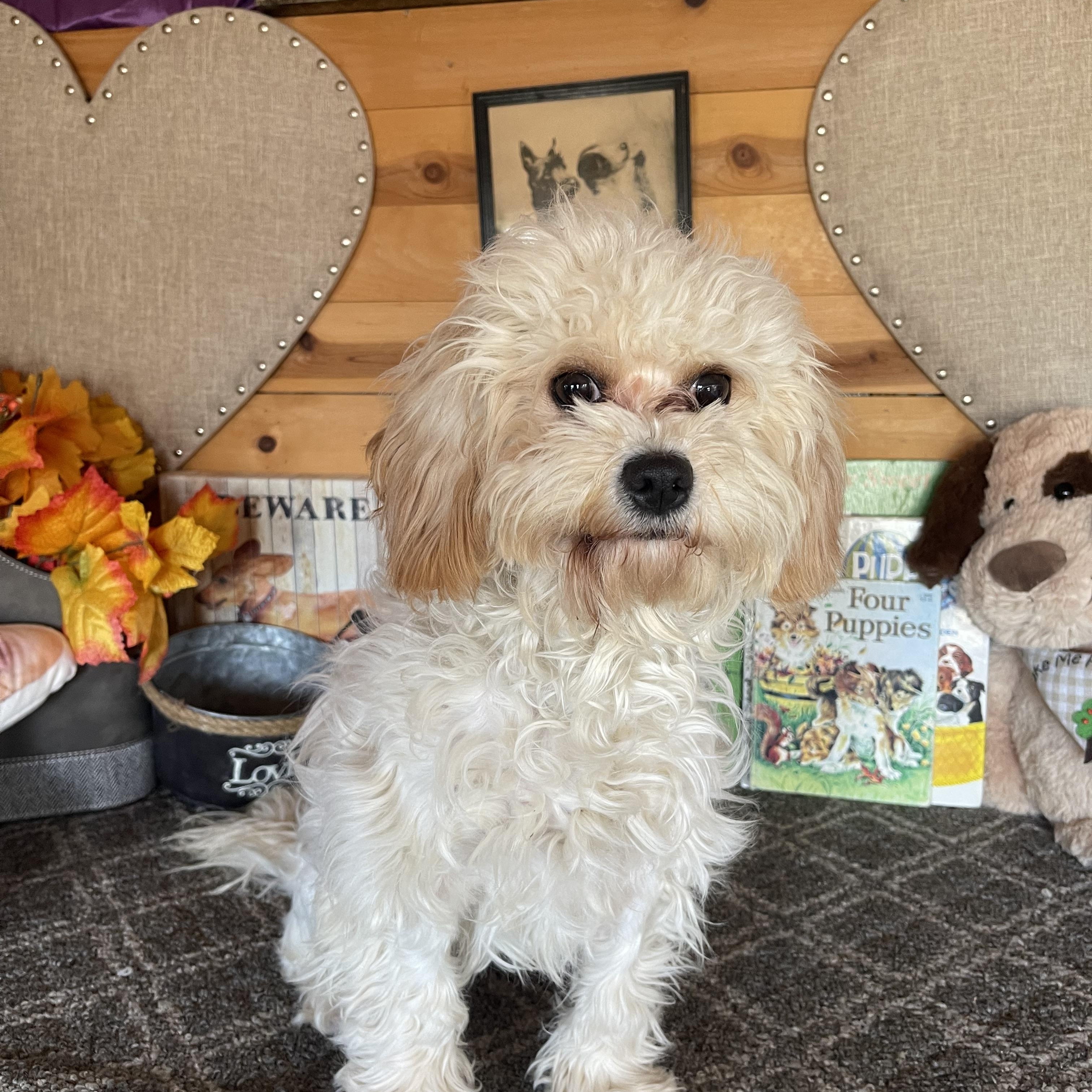Enlarge Charolette, a ADOPTABLE Lhasa Apso in Vacaville, CA image 1/6