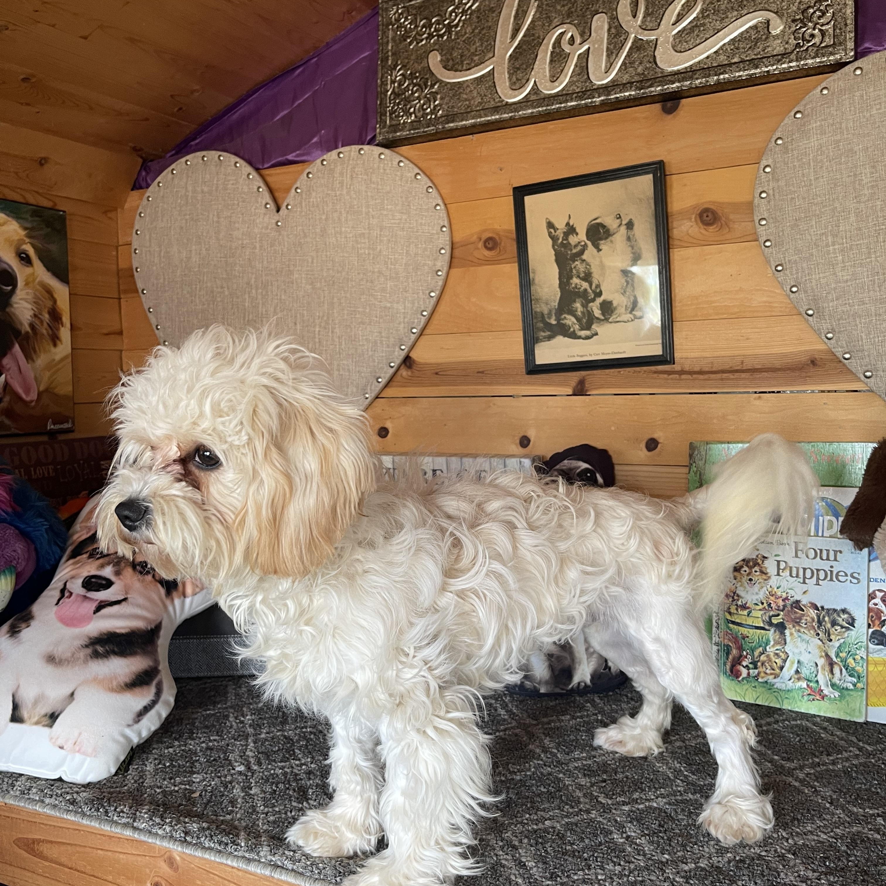 Enlarge Charolette, a ADOPTABLE Lhasa Apso in Vacaville, CA image 6/6