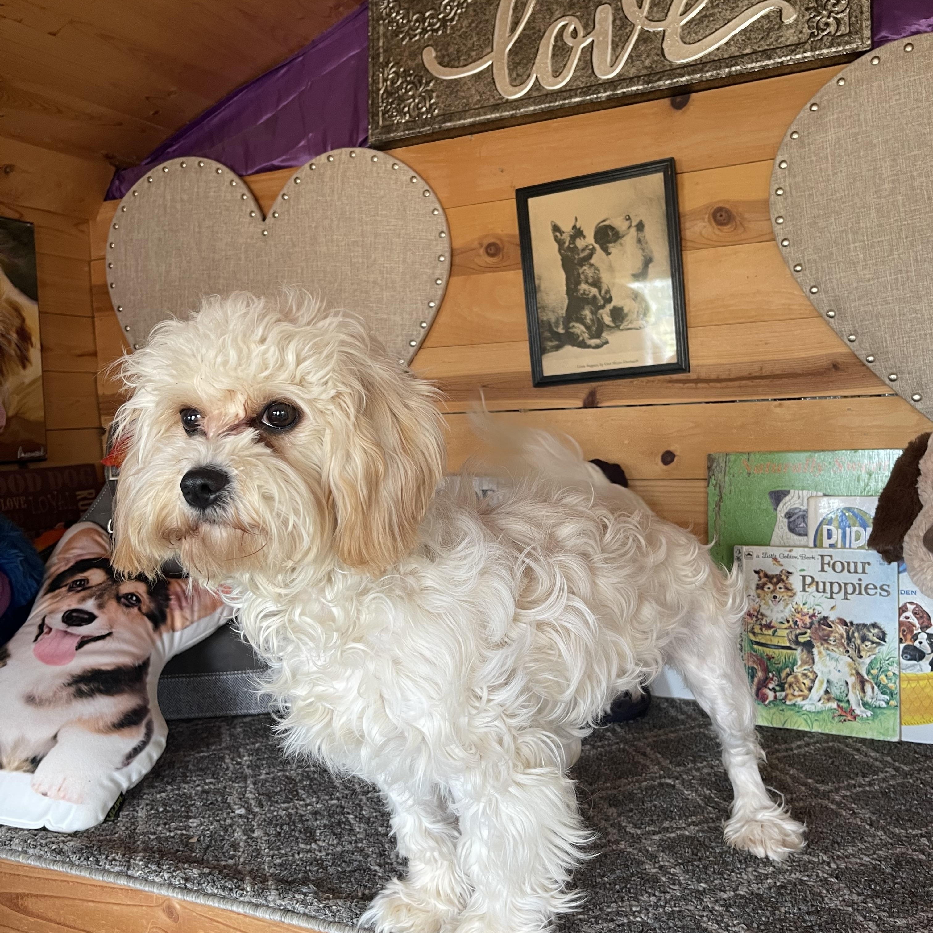 Enlarge Charolette, a ADOPTABLE Lhasa Apso in Vacaville, CA image 5/6
