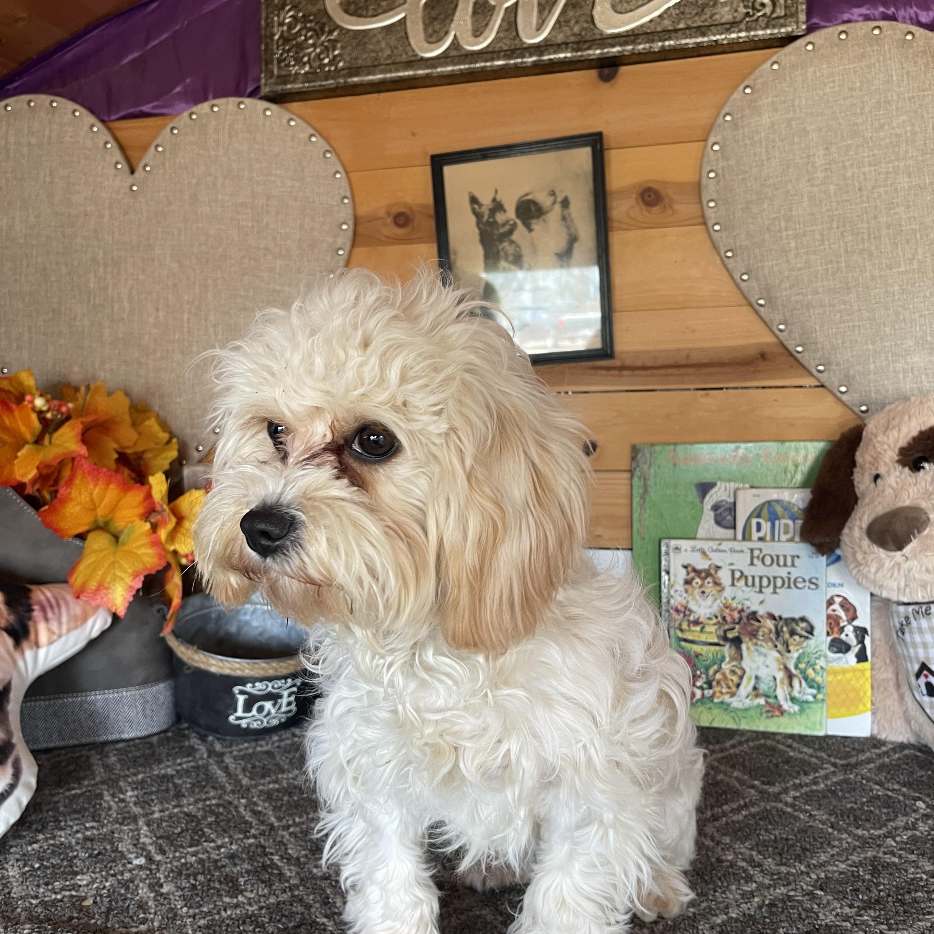 Enlarge Charolette, a ADOPTABLE Lhasa Apso in Vacaville, CA image 3/6