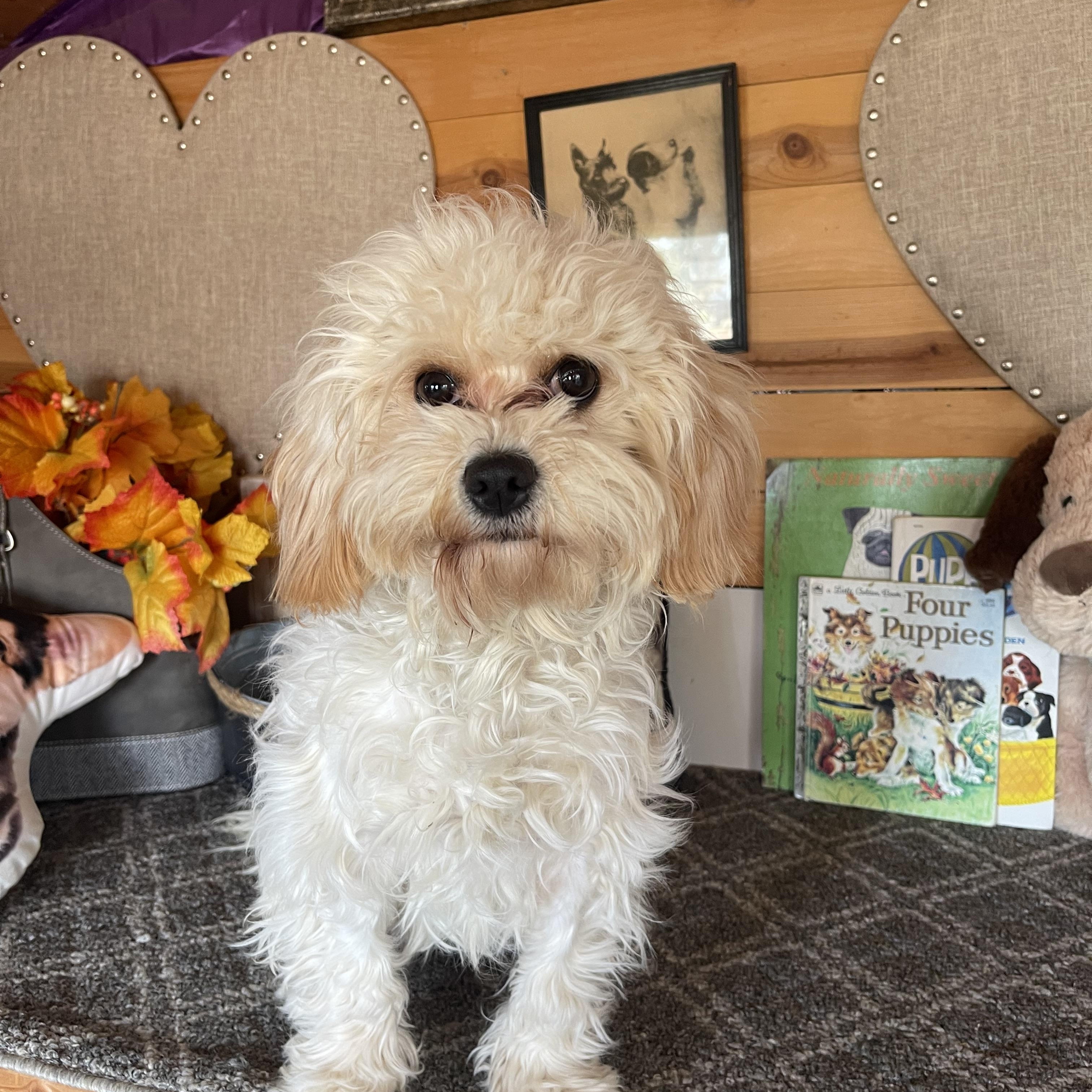 Enlarge Charolette, a ADOPTABLE Lhasa Apso in Vacaville, CA image 4/6