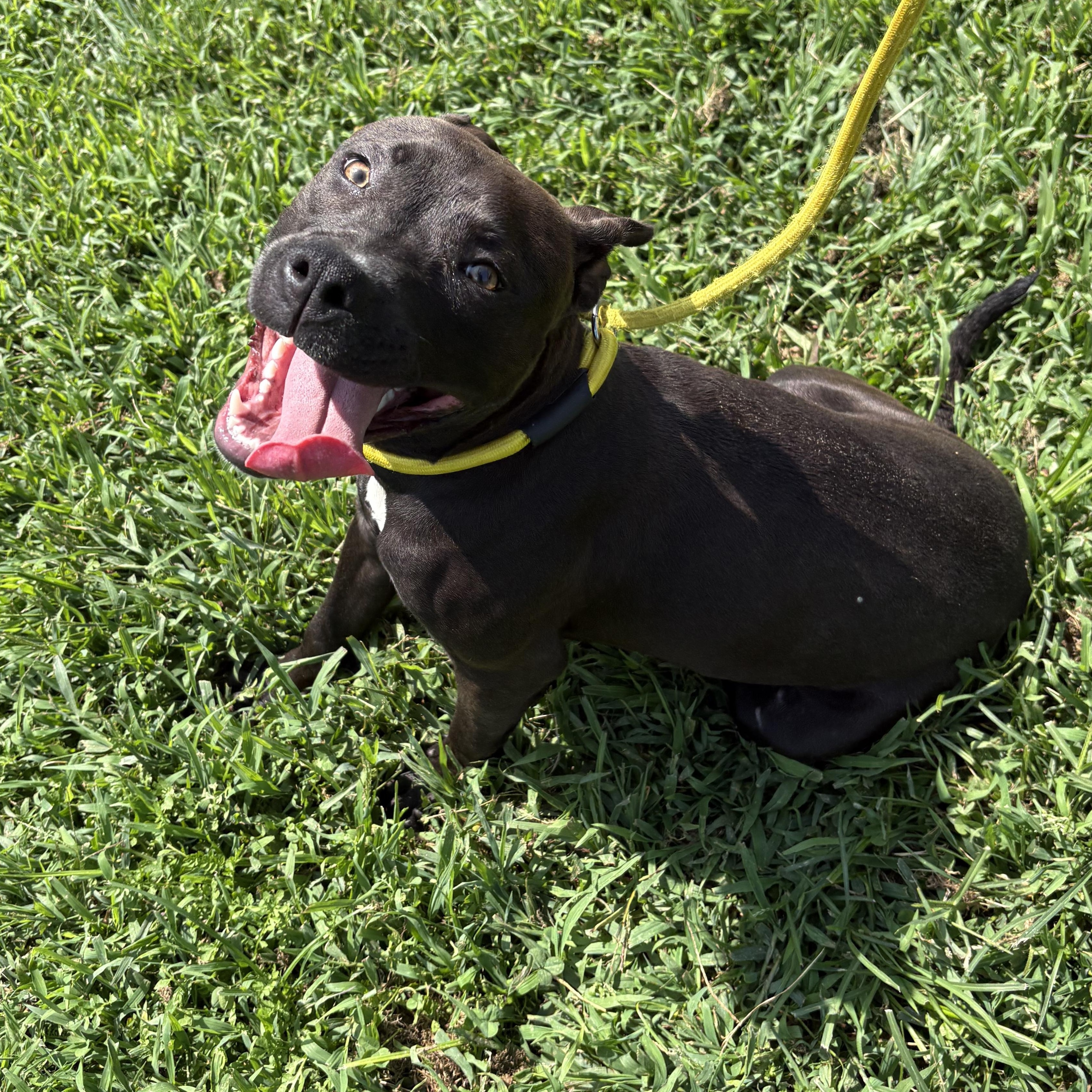 Enlarge Dove, a ADOPTABLE mixed breed in Bardstown, KY image 5/6