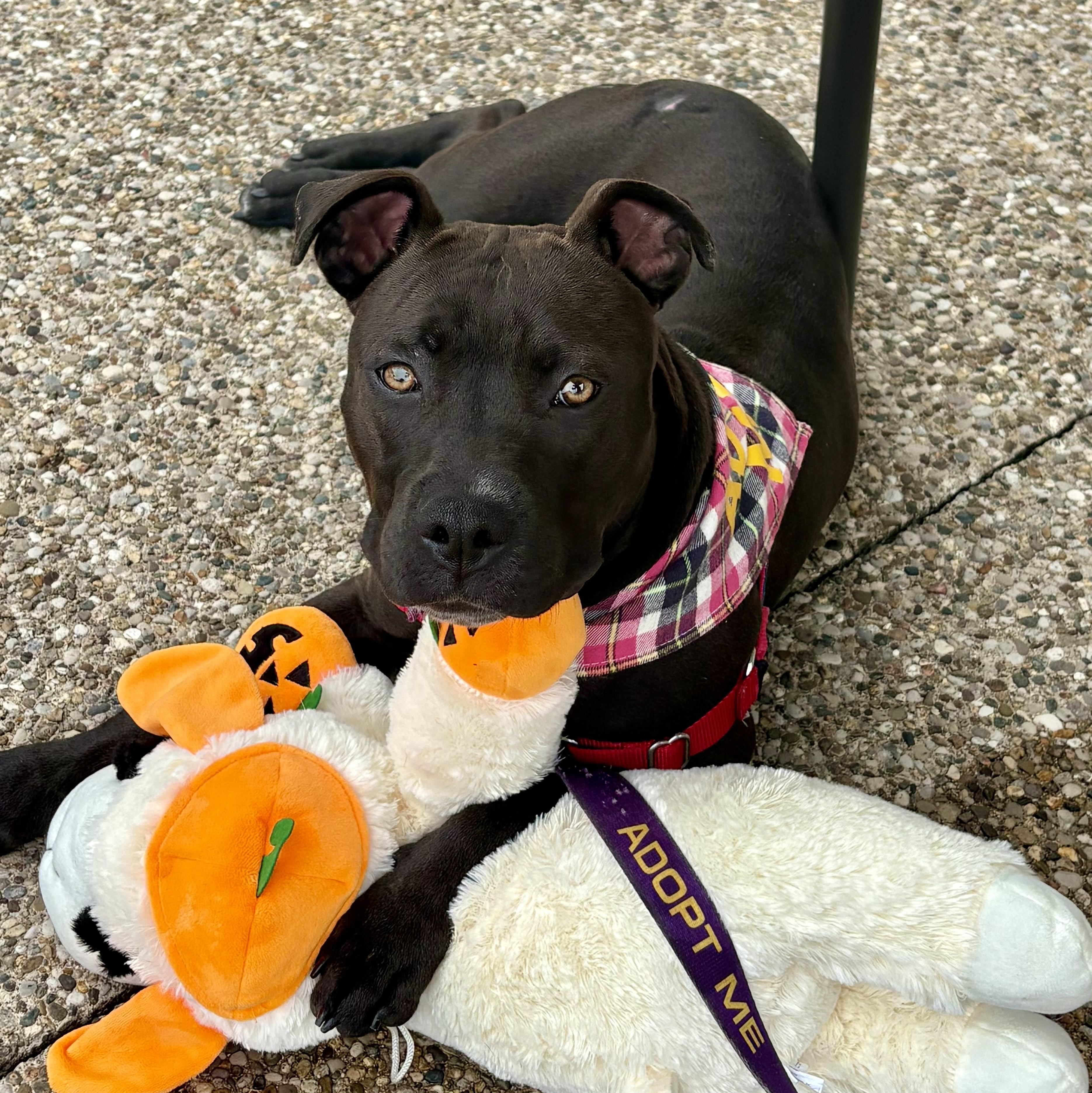 Enlarge Dove, a ADOPTABLE mixed breed in Bardstown, KY image 1/6