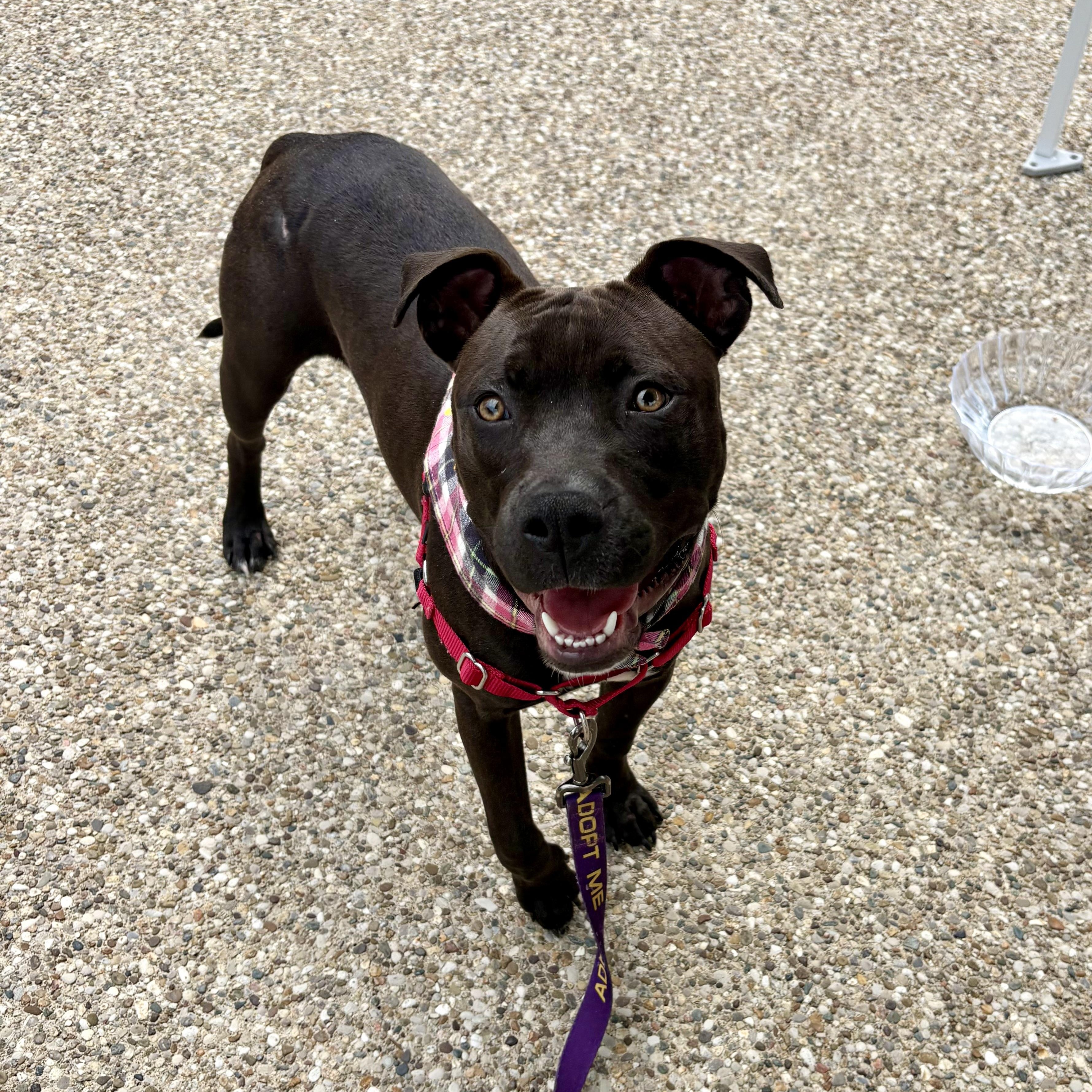 Enlarge Dove, a ADOPTABLE mixed breed in Bardstown, KY image 2/6