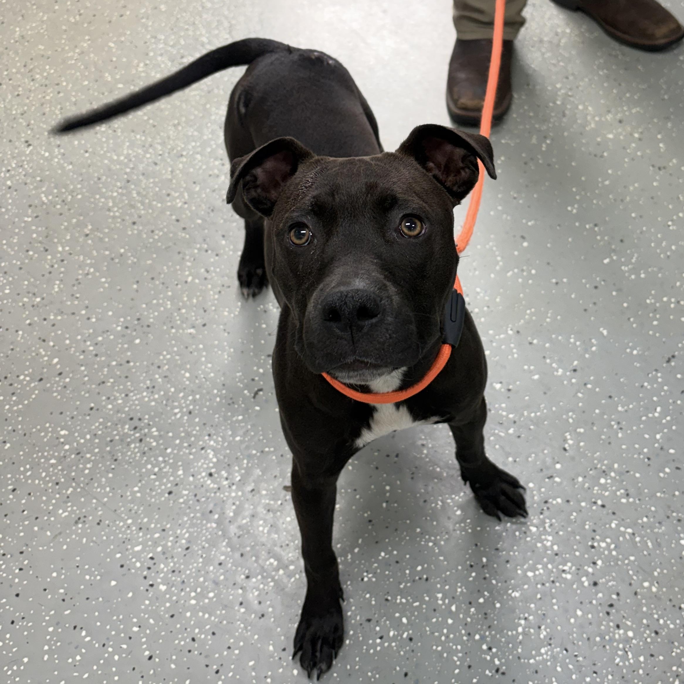 Enlarge Dove, a ADOPTABLE mixed breed in Bardstown, KY image 4/6