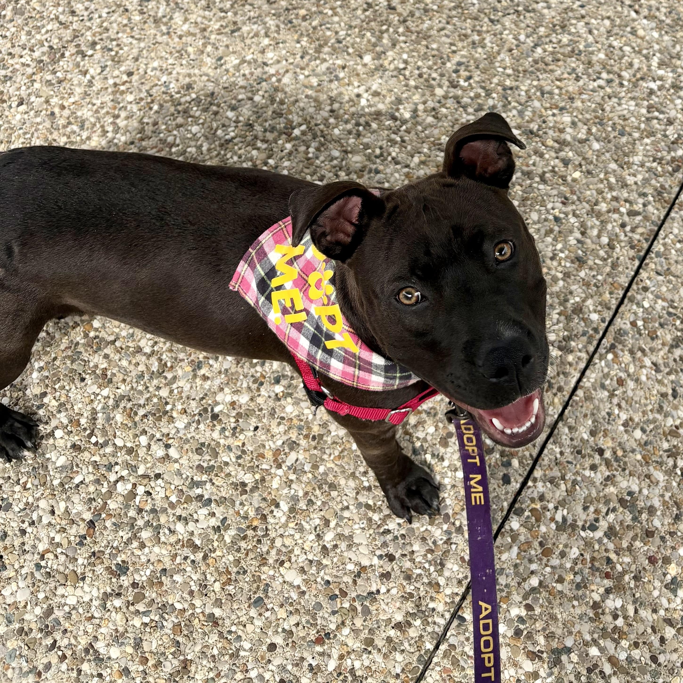 Enlarge Dove, a ADOPTABLE mixed breed in Bardstown, KY image 6/6