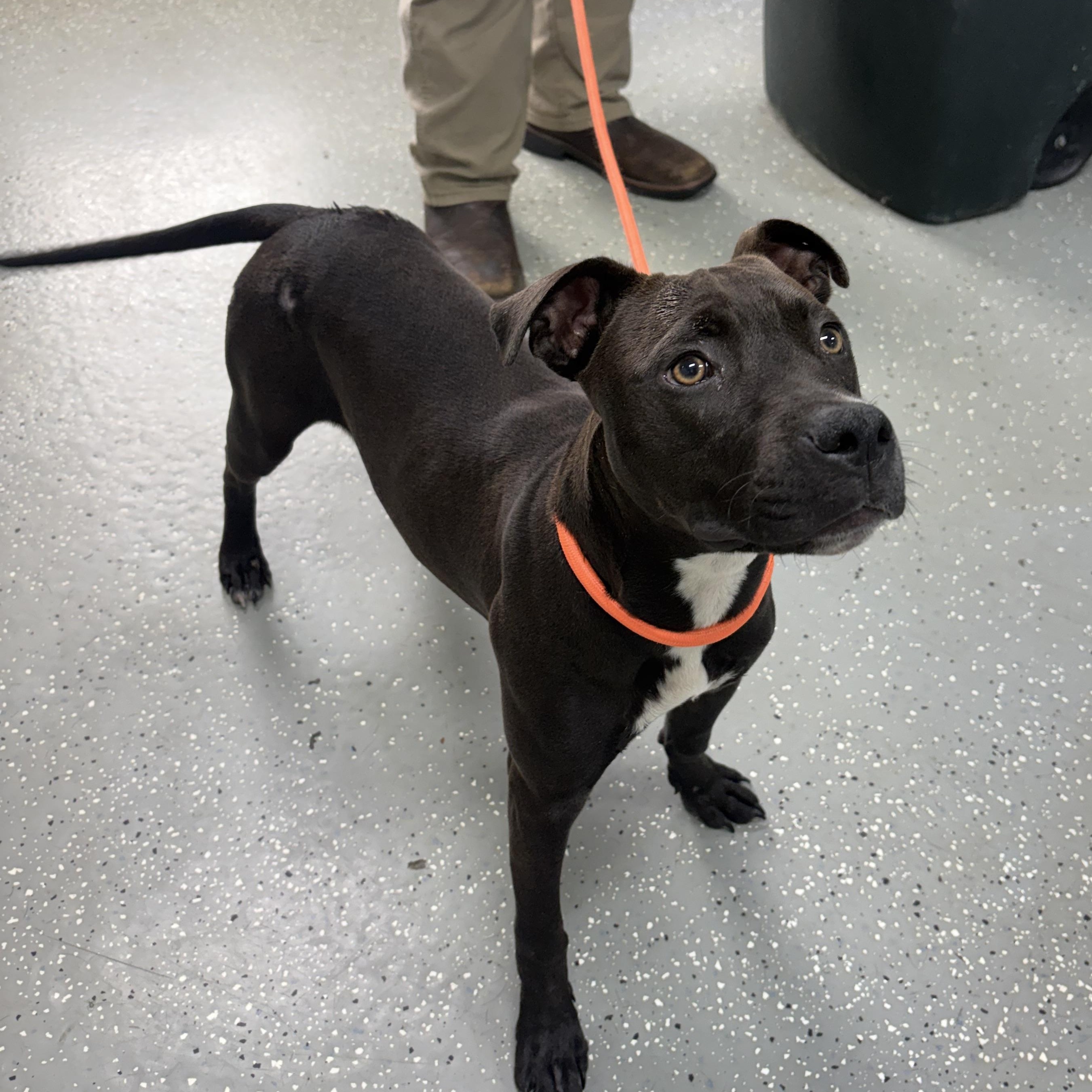 Enlarge Dove, a ADOPTABLE mixed breed in Bardstown, KY image 3/6