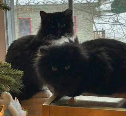 Robin Gibbs - must adopt with Maurice, Adoptable, Young Male Domestic Long Hair & Domestic Short Hair.