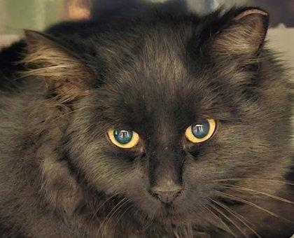 Enlarge Robin Gibbs - must adopt with Maurice, a Adoptable mixed breed in Hudson, MA image 2/3