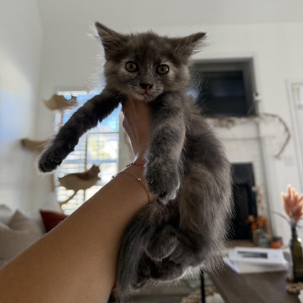 Enlarge Poppy, a Adoptable Domestic Long Hair in Chattanooga, TN image 2/4