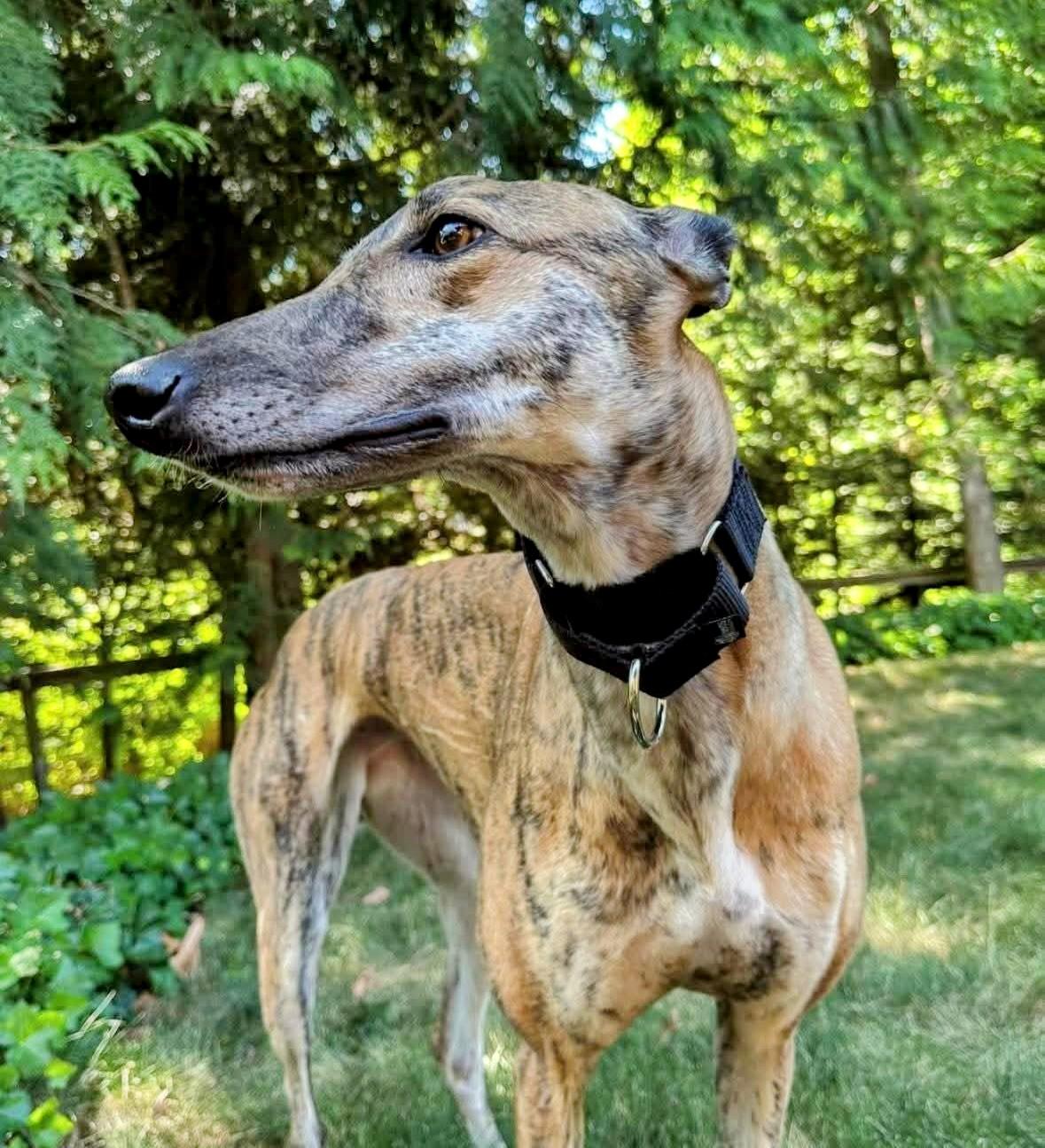 Meet Scarlet  The Sweetheart in Soft Fur At just 3 years old Scarlet is a gentle soul wrapped in
