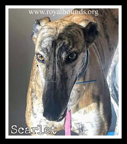 Scarlet Greyhound Dog