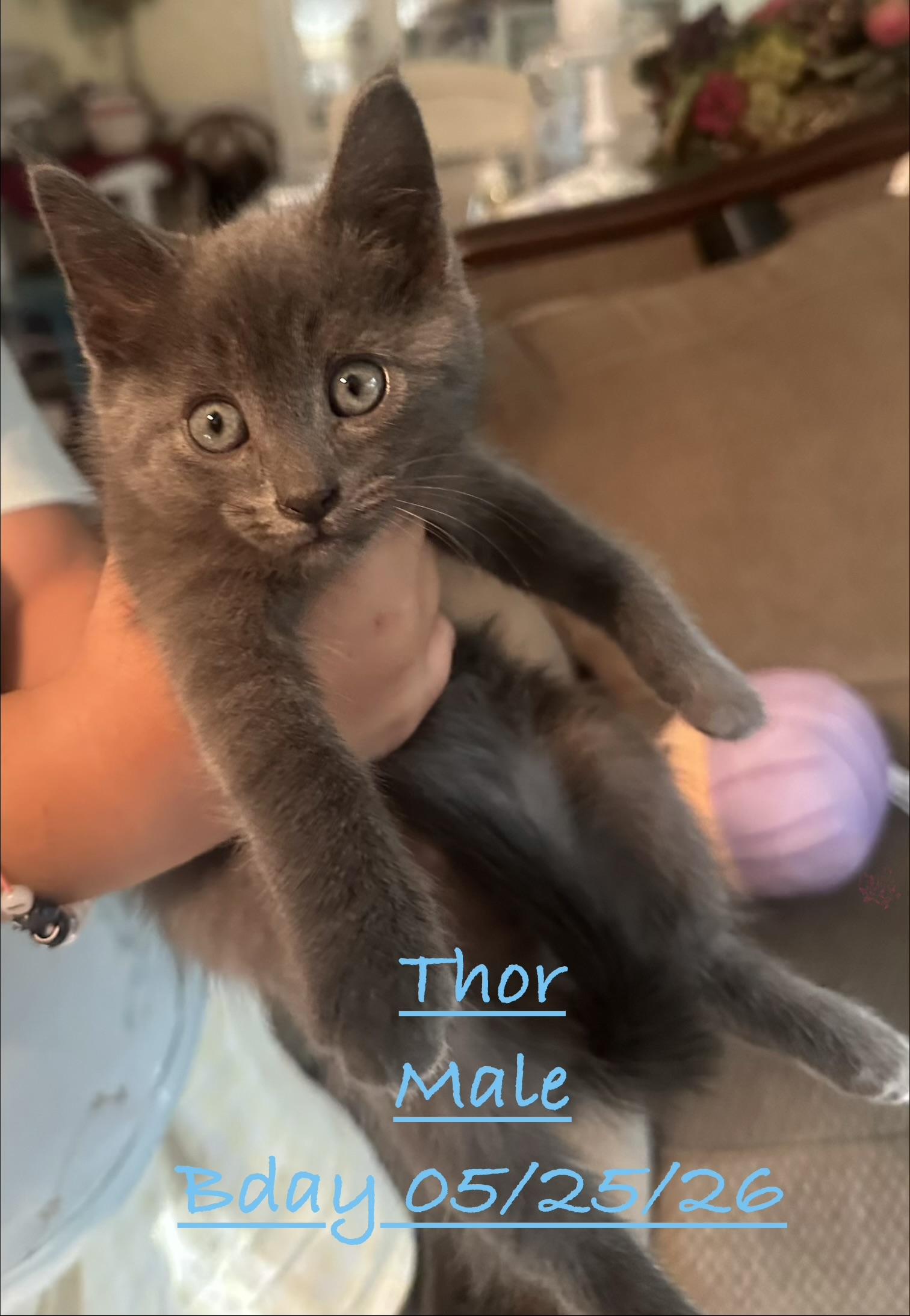 Thor, ADOPTABLE, Kitten Male Domestic Short Hair.