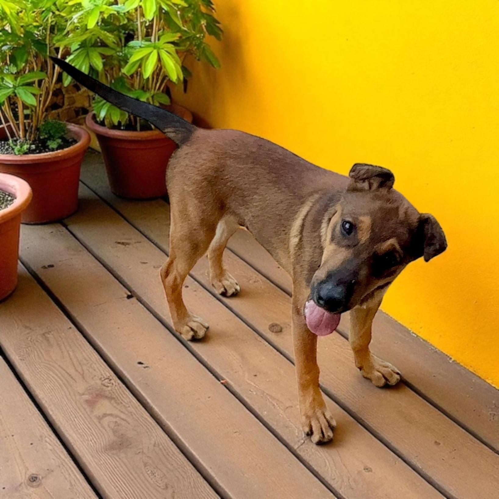 Bailey, Young Male unknown