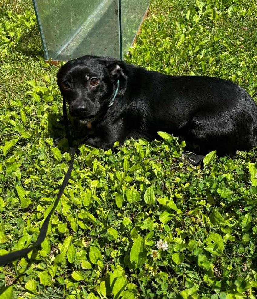 Shadow, Adoptable, Adult Male Chihuahua.