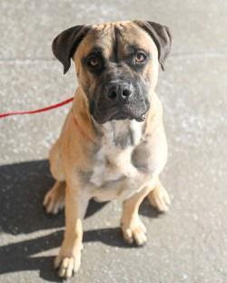 Da  Crush thumbnail 3