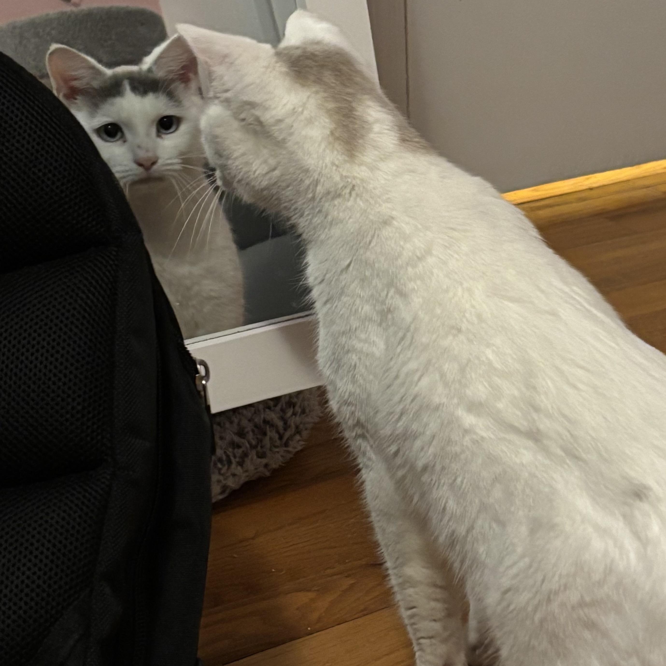 Sky, ADOPTABLE, Adult Female Domestic Short Hair.