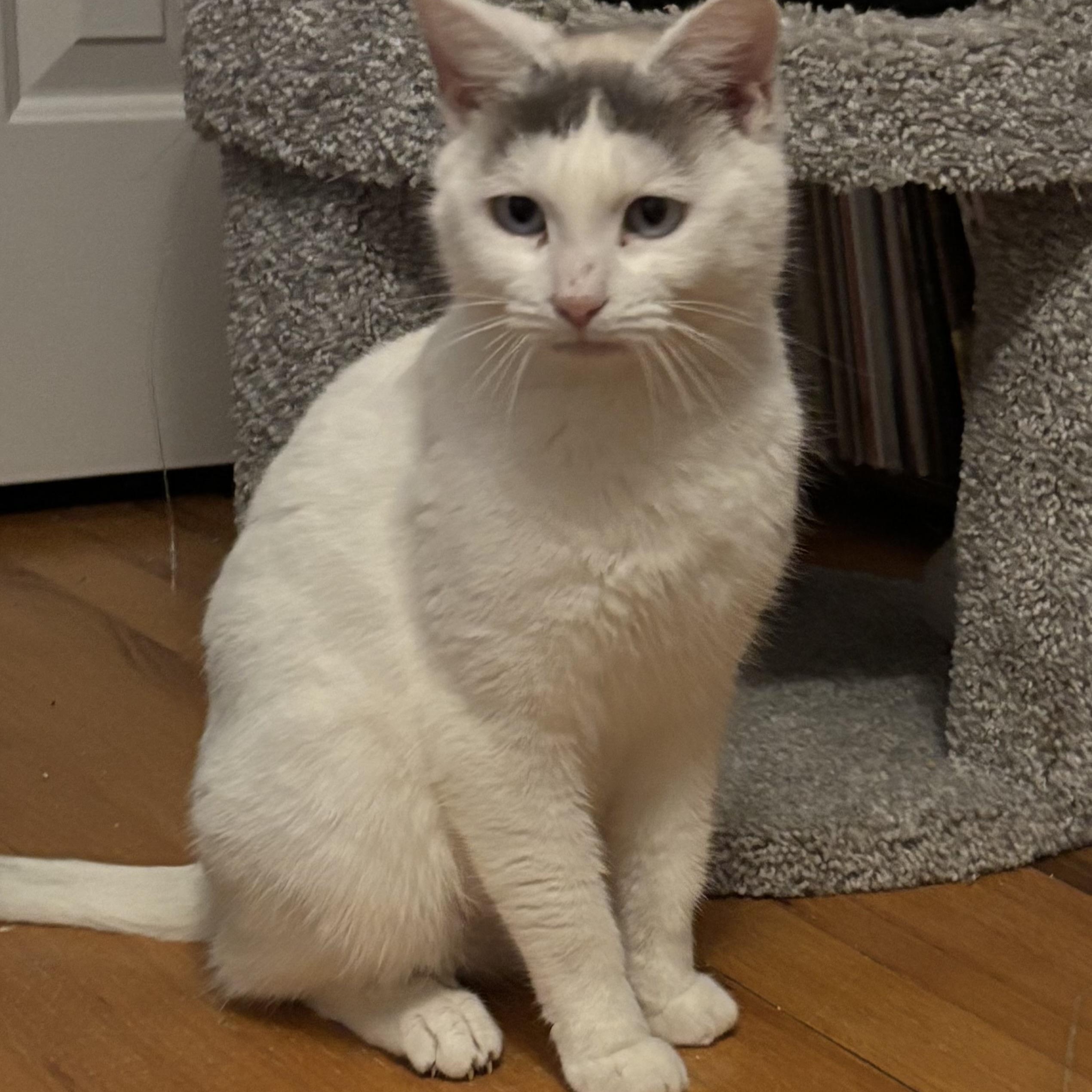 Sky, a ADOPTABLE Domestic Short Hair in New Milford, CT image 2/3