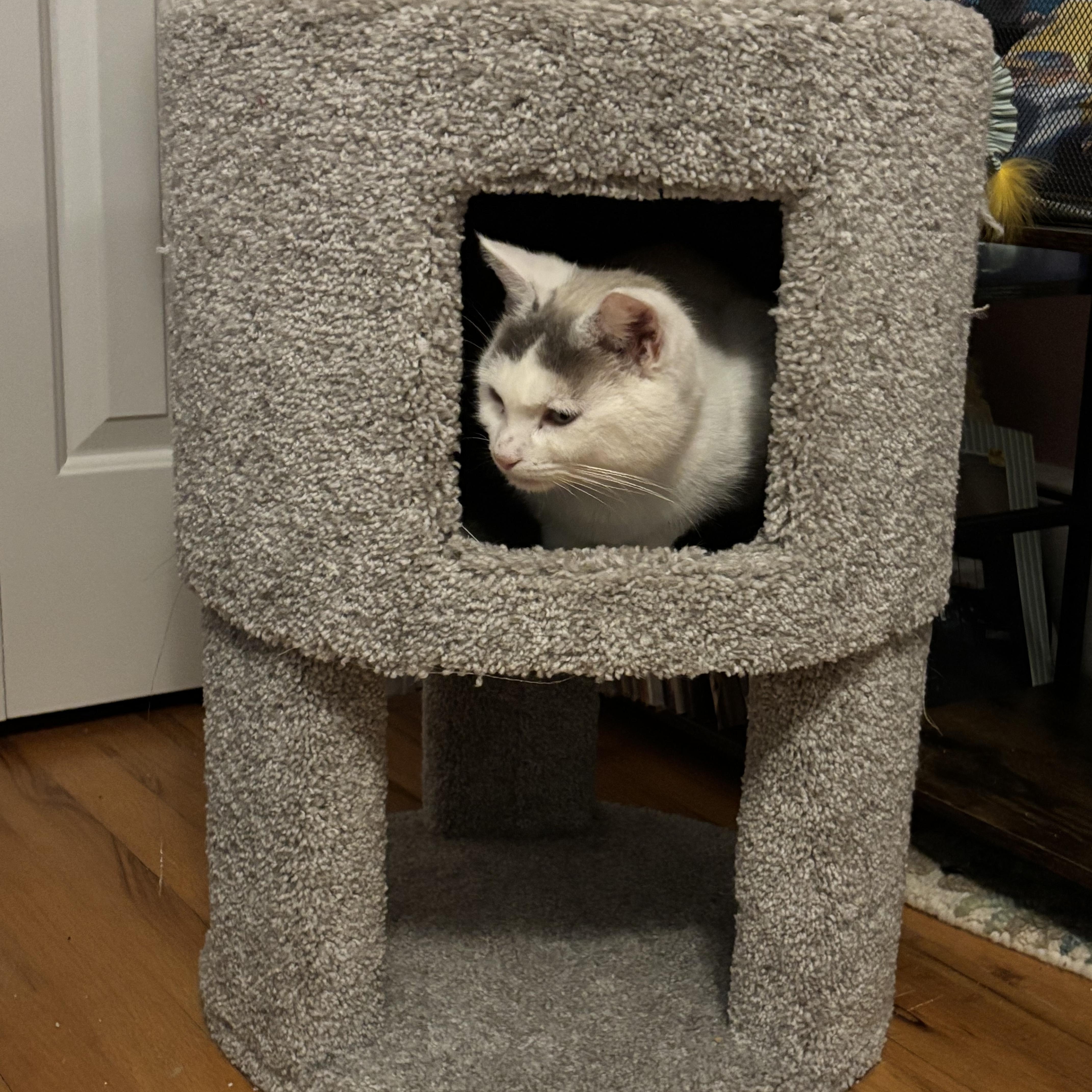 Sky, a ADOPTABLE Domestic Short Hair in New Milford, CT image 3/3