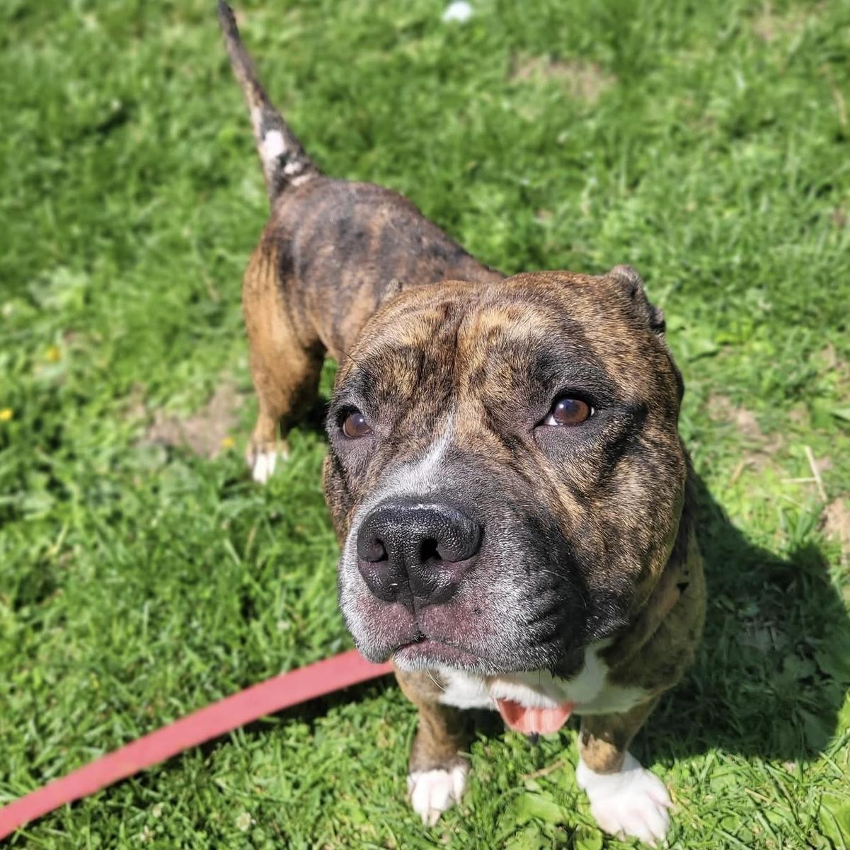 Bruce, an adopted mixed breed in Syracuse, NY image 2/3