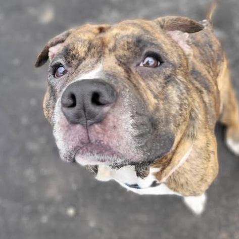 Bruce, an adopted mixed breed in Syracuse, NY image 3/3