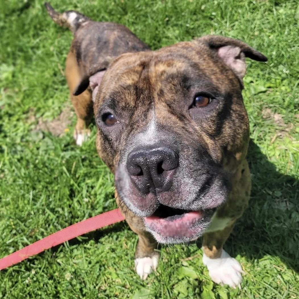 Bruce, an adopted mixed breed in Syracuse, NY image 1/3