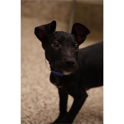 Collarbone, Adoptable, Puppy Female Pit Bull Terrier & Mixed Breed.