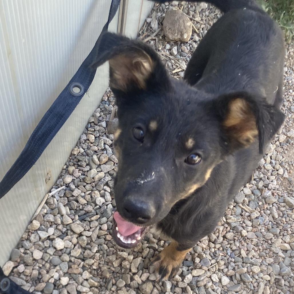 Yowie, Adoptable, Puppy Female Cattle Dog & Mixed Breed.