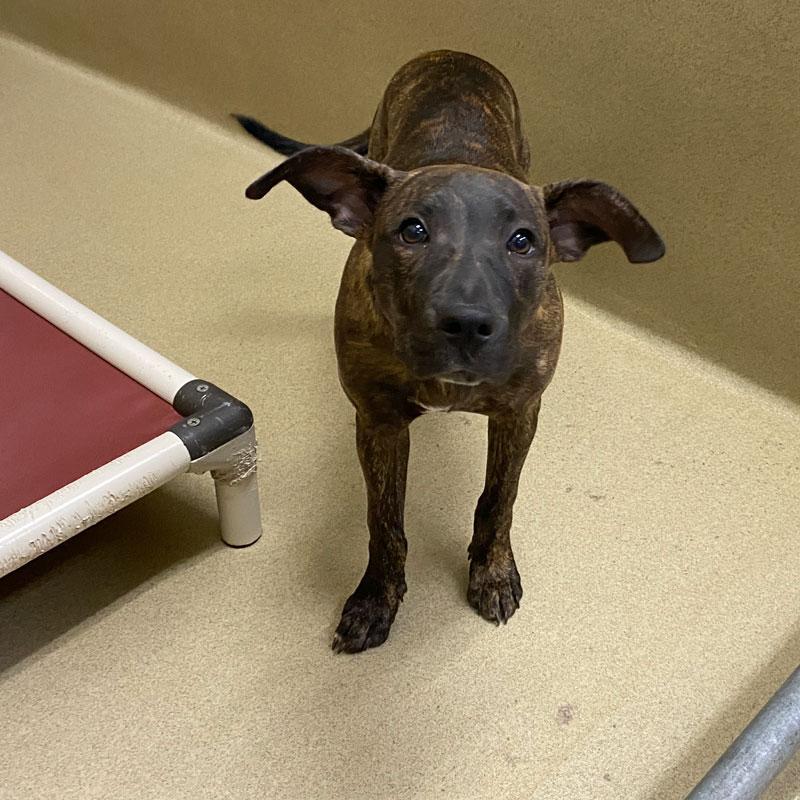 Prada, adopted, Young Female Pit Bull Terrier & Hound.