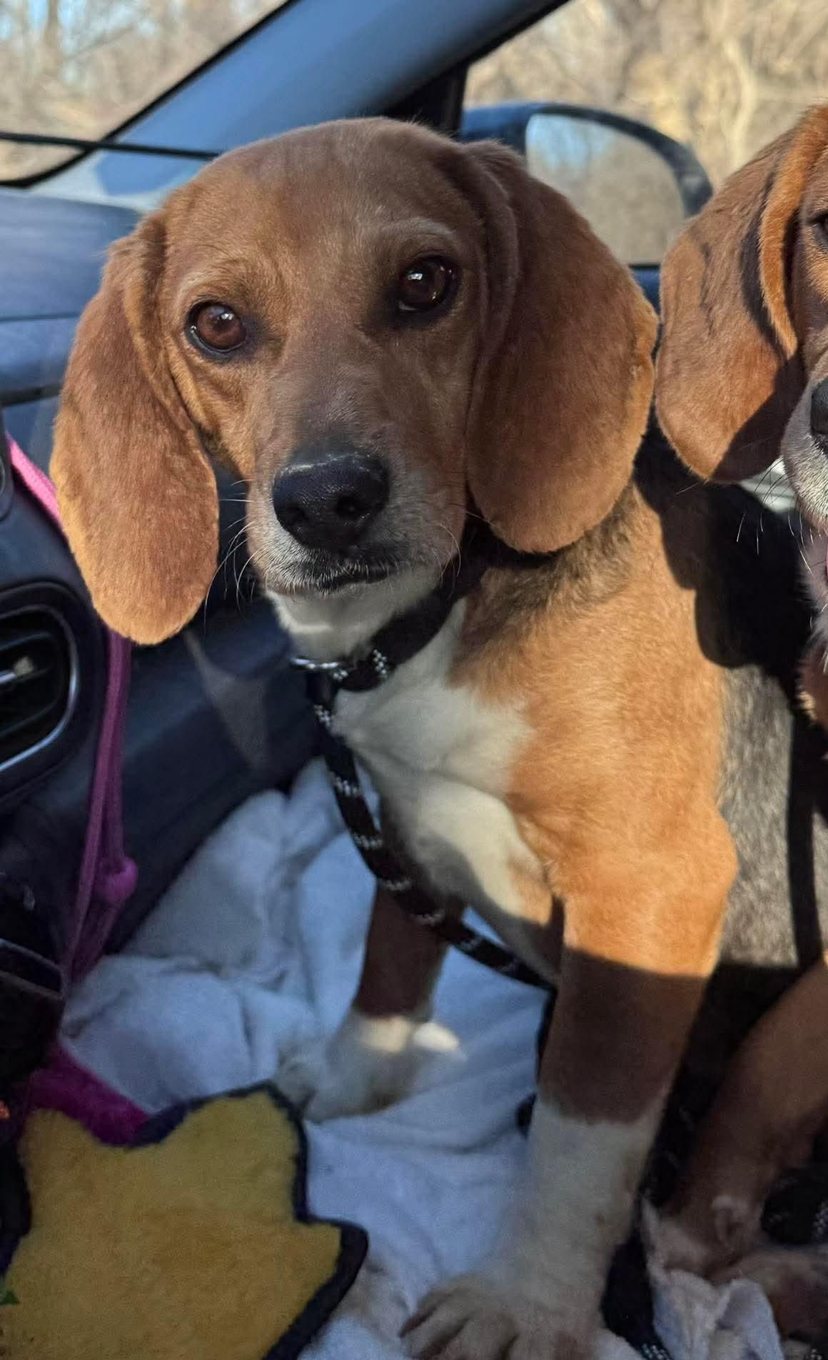 Sundae, Adoptable, Young Female Beagle.
