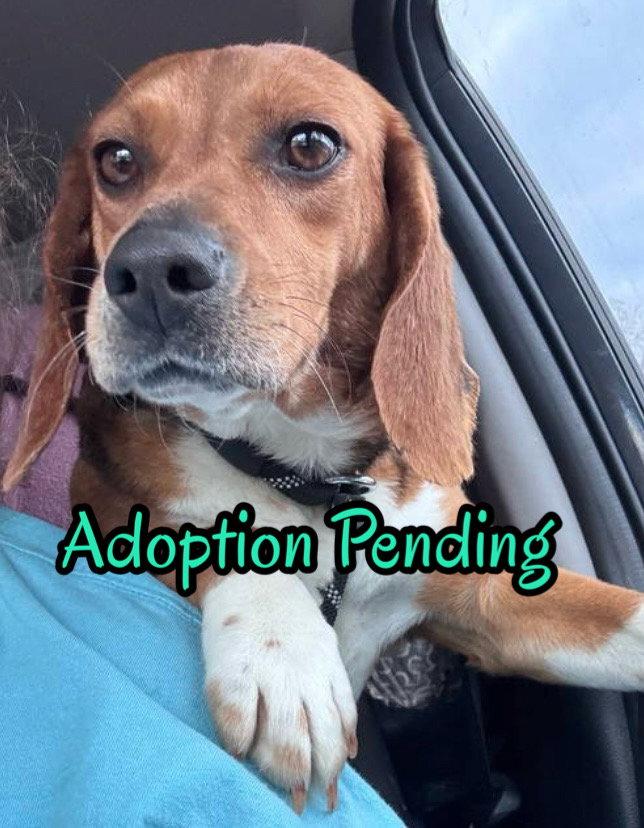 Enlarge Sundae, a Adoptable Beagle in Dunnellon, FL image 2/3