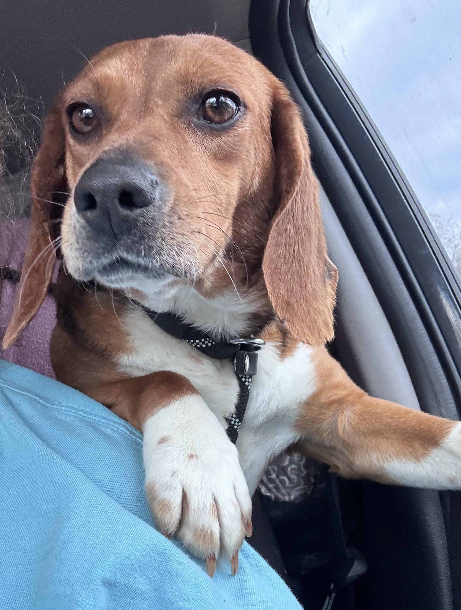 Enlarge Sundae, a Adoptable Beagle in Dunnellon, FL image 2/2