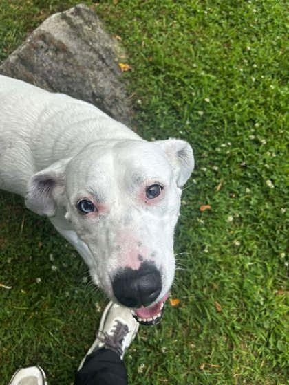 Whitey, Adoptable, Adult Female Pit Bull Terrier & Mixed Breed.