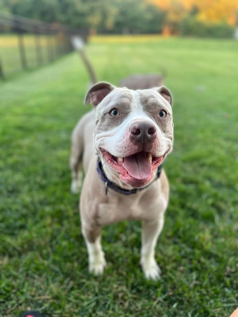 Tito, a Adoptable American Staffordshire Terrier in Crown Point, IN image 1/12