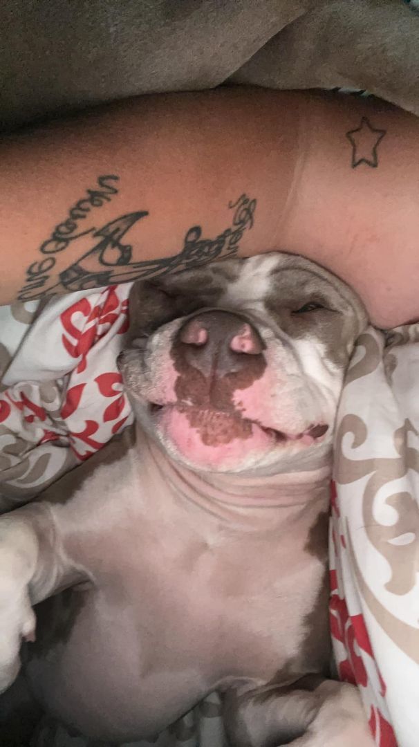 Tito, a Adoptable American Staffordshire Terrier in Crown Point, IN image 2/12