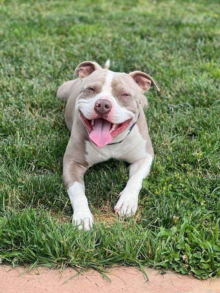 Tito, a Adoptable American Staffordshire Terrier in Crown Point, IN image 3/12